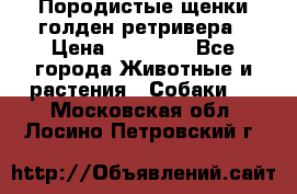 Породистые щенки голден ретривера › Цена ­ 25 000 - Все города Животные и растения » Собаки   . Московская обл.,Лосино-Петровский г.